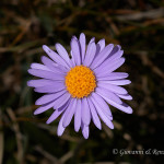 Astro alpino (Aster alpinus)