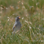 Fringuello alpino (Montifringilla nivalis)