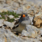 Fringuello alpino (Montifringilla nivalis)