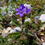 Campanula agglomerata (Campanula glomerata)