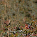 Scricciolo (Troglodytes troglodytes)