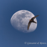 Il rondone e la luna
