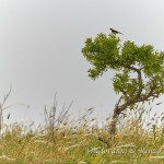 Monachella (Oenanthe hispanica)