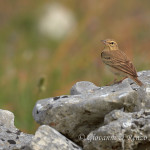 Calandro (Anthus campestris)