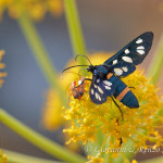 Amata kruegeri