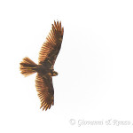 Falco di palude (Circus aeruginosus)