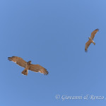 Biancone (Circaetus gallicus)