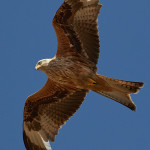 Nibbio reale (Milvus milvus)