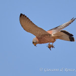Grillaio (Falco naumanni)