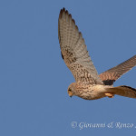 Grillaio (Falco naumanni)