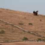 Nibbio bruno (Milvus migrans)