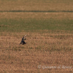 Occhione comune (Burhinus oedicnemus)