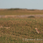 Occhione comune (Burhinus oedicnemus)