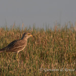 Occhione comune (Burhinus oedicnemus)