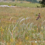 Il falco di palude ed il lino delle fate