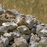 Civetta (Athene noctua)