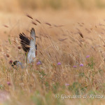 Grillaio (Falco naumanni)