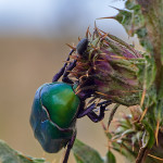 Cetonia dorata (Cetonia aurata)