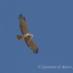 Biancone (Circaetus gallicus) con preda