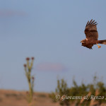 Falco di palude (Circus aeruginosus)