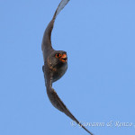 Falco cuculo (Falco vespertinus)