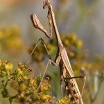 Empusa pennata