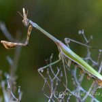 Empusa pennata