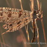 Formicaleone (Palpares libelluloides)