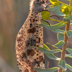 Formicaleone (Palpares libelluloides)