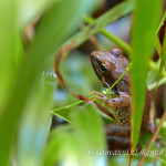 Rana appenninica (Rana italica)