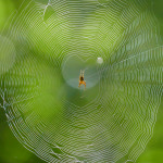 Ragno crociato (Araneus diadematus)