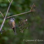 Zigolo muciatto (Emberiza cia)