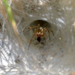 Agelena labyrinthica