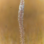 Scilla marittima (Drimia maritima)