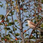 Averla piccola (Lanius collurio)