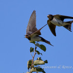 Rondine (Hirundo rustica)