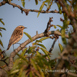 Stiaccino (Saxicola rubetra)