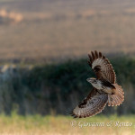 Poiana (Buteo buteo)