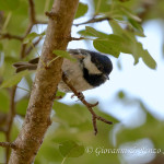 Cincia mora (Periparus ater)