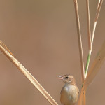 Beccamoschino (Cisticola juncidis)