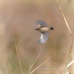 Beccamoschino (Cisticola juncidis)