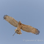 Biancone (Circaetus gallicus) con preda