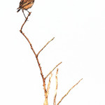 Stiaccino (Saxicola rubetra)