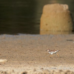 Corriere piccolo (Charadrius dubius)