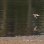 Corriere piccolo (Charadrius dubius)