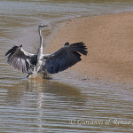 Airone cenerino (Ardea cinerea)