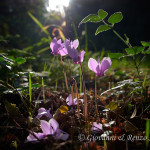 Ciclamino napoletano (Cyclamen hederifolium Aiton)