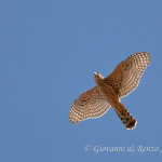 Astore (Accipiter gentilis)