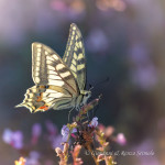 Macaone (Papilio machaon)