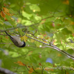 Cincia bigia (Poecile palustris)